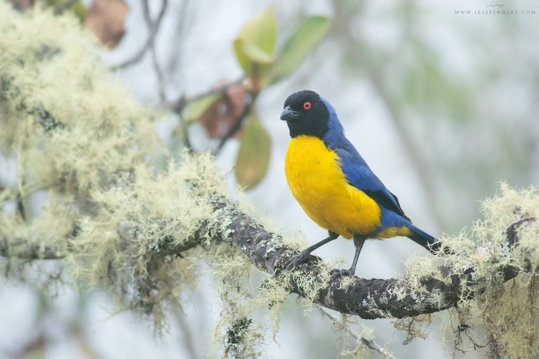 Yanacocha Reserve