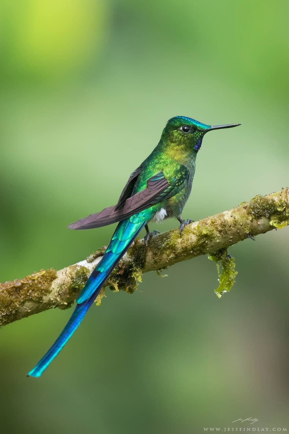 Male Long-tailed Sylph — Guango Lodge, eastern slope, Ecuador