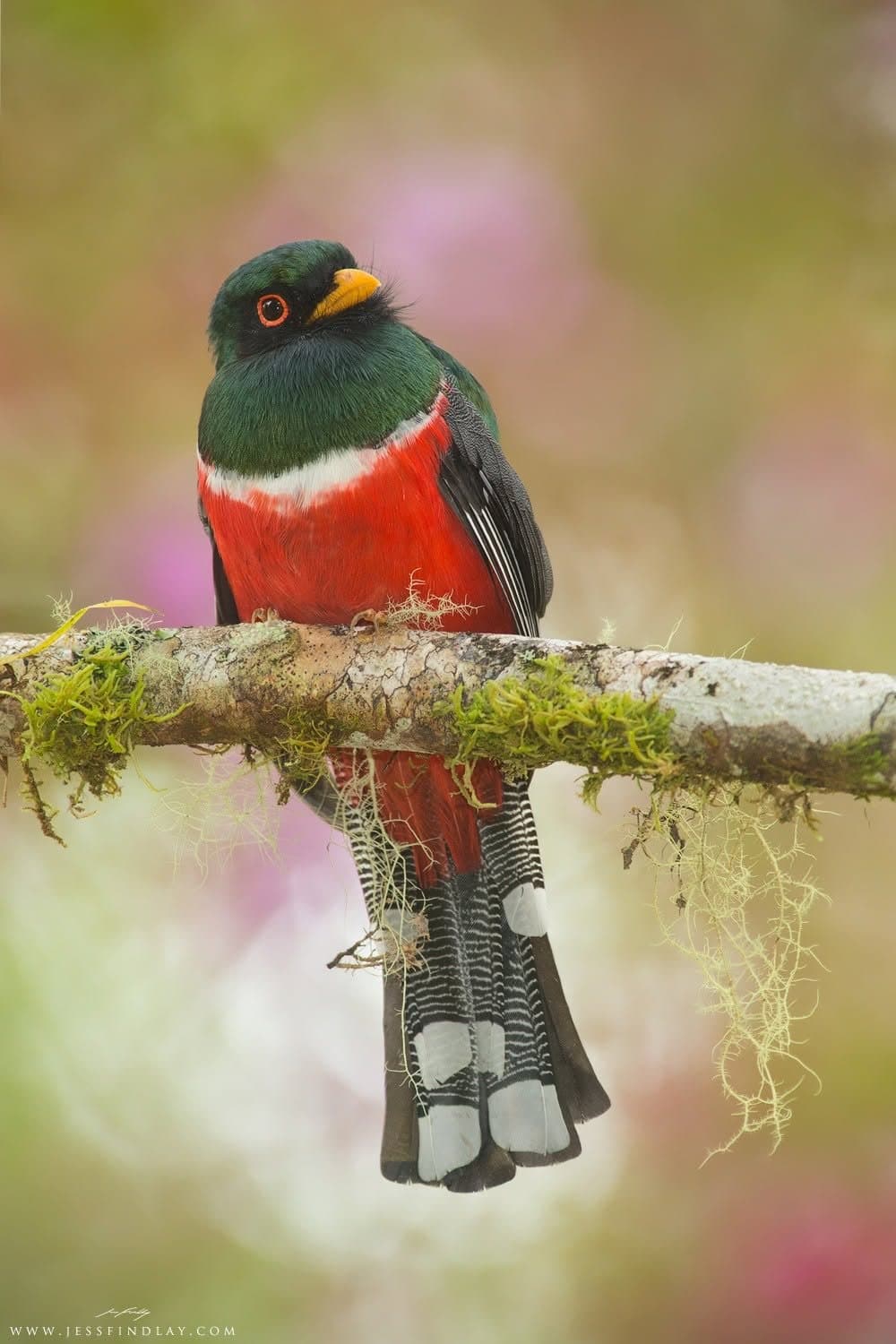 Masked Trogon in the cloud forest — Tandayapa & Mindo, Ecuador
