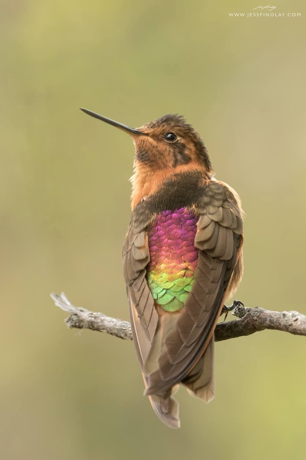 Shining Sunbeam showing its iridescent back — Papallacta, Ecuador