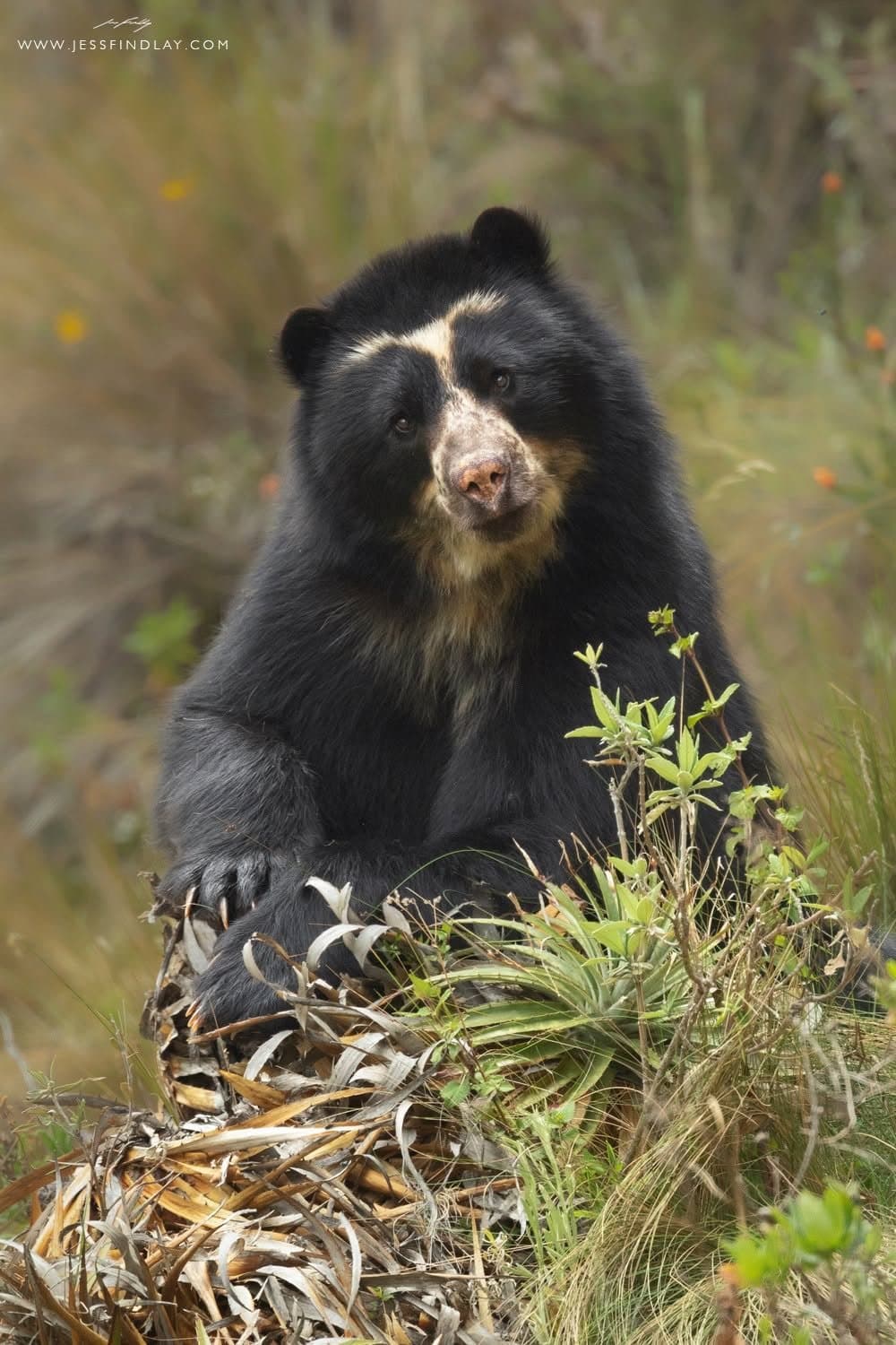 Spectacled Bear in the páramo scrub — Antisana, Ecuador