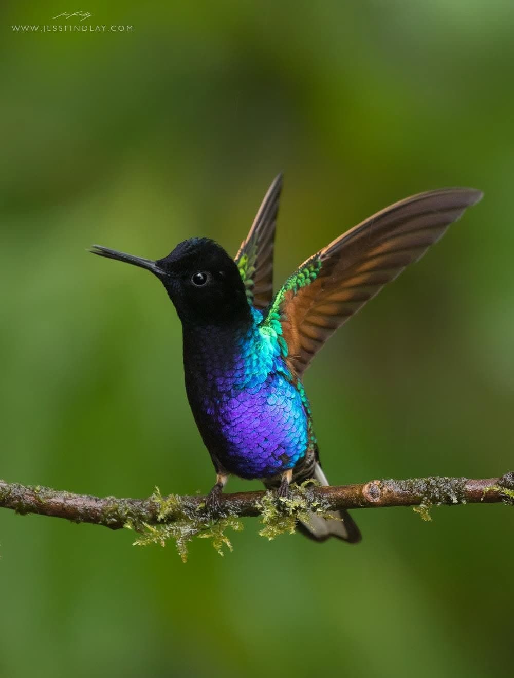 Velvet-purple Coronet at the feeders — Chocó cloud forest, Ecuador