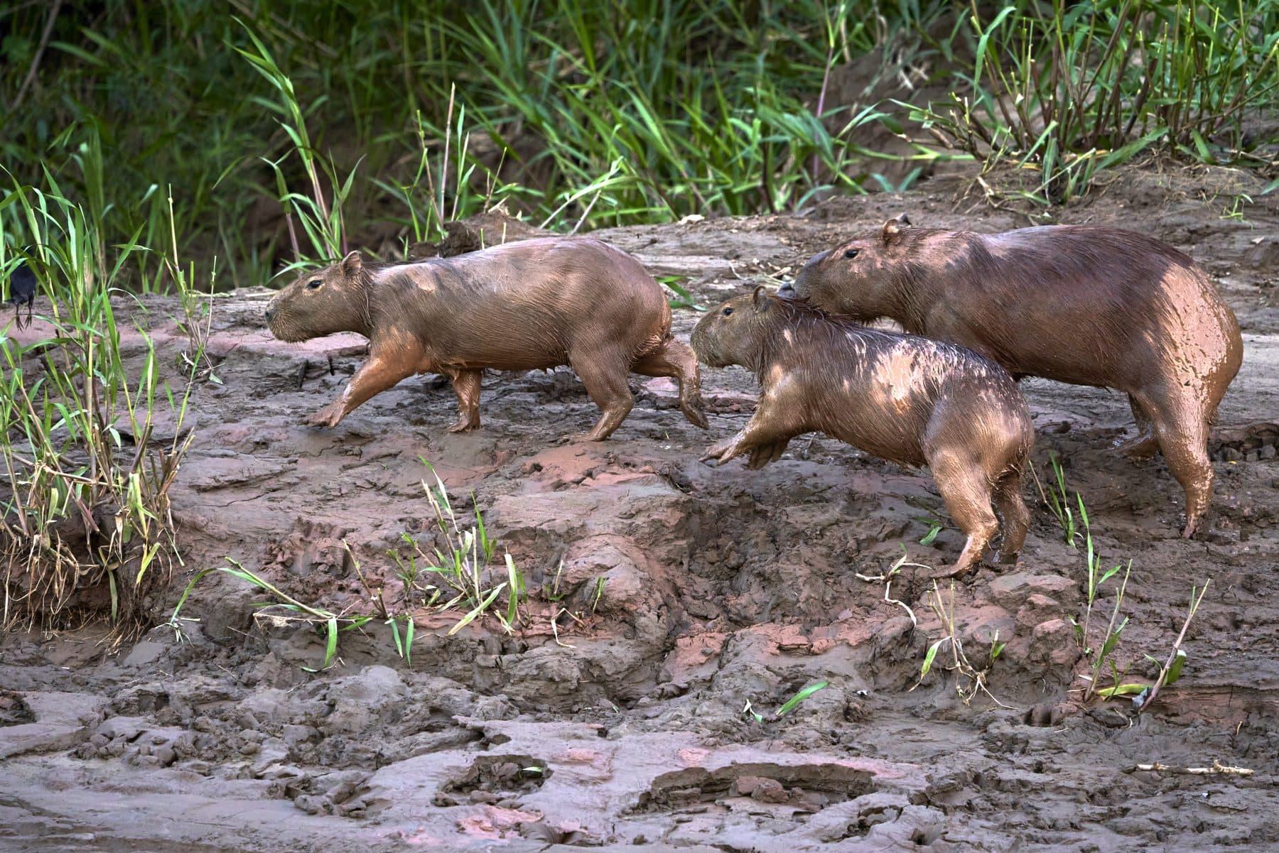 Giant River Otters on a river beach — Tambopata National Reserve, Peru