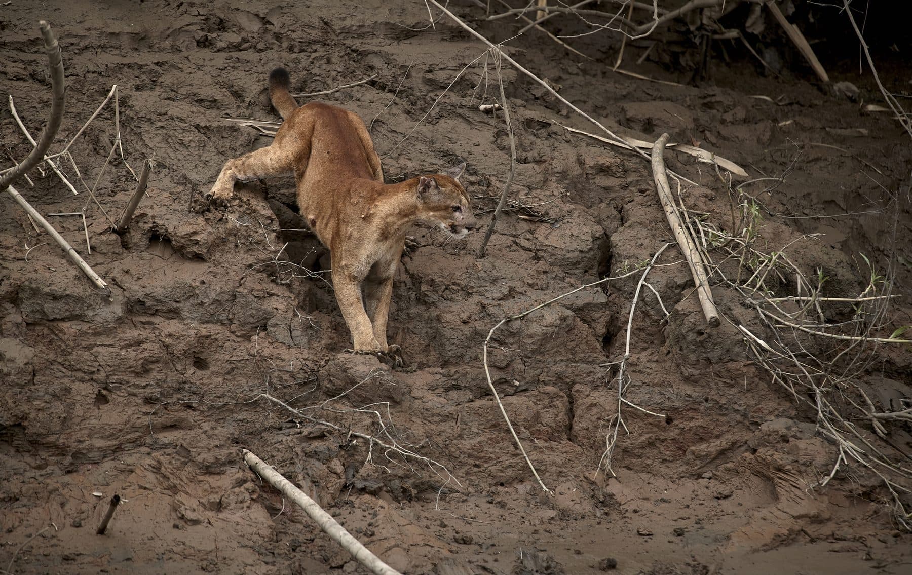 Puma on a river bank in the Tambopata National Reserve, Peru