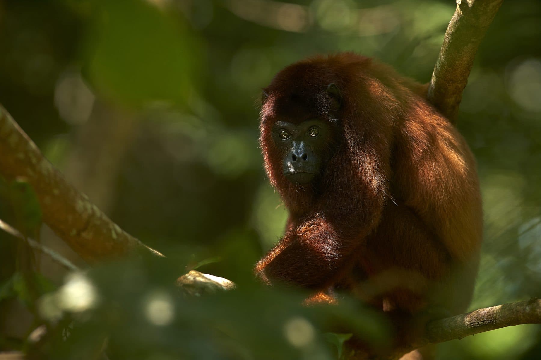 Red Howler Monkey in the rainforest canopy — Tambopata, Peru