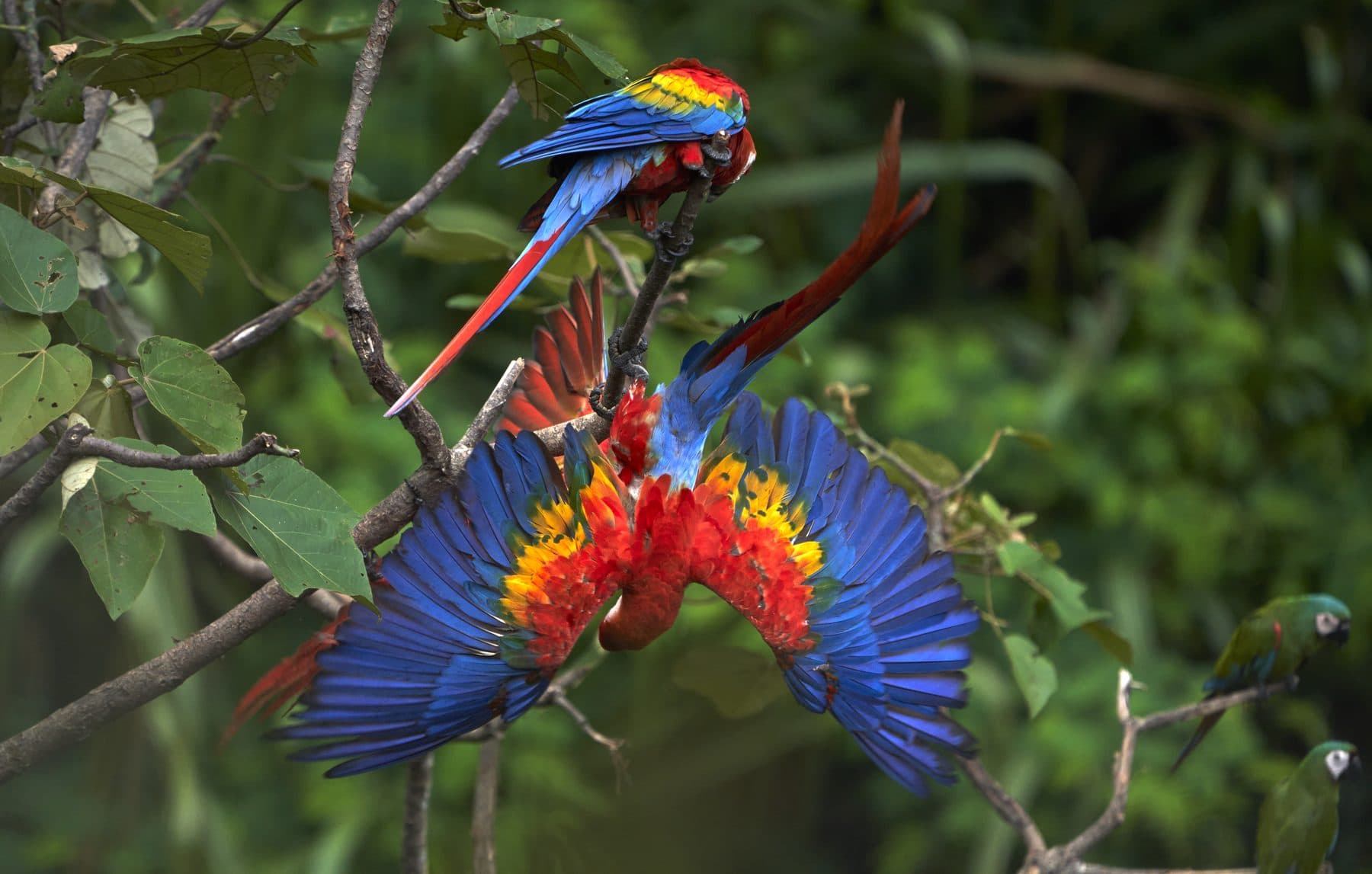 Scarlet Macaws displaying in the canopy — Tambopata, Peruvian Amazon
