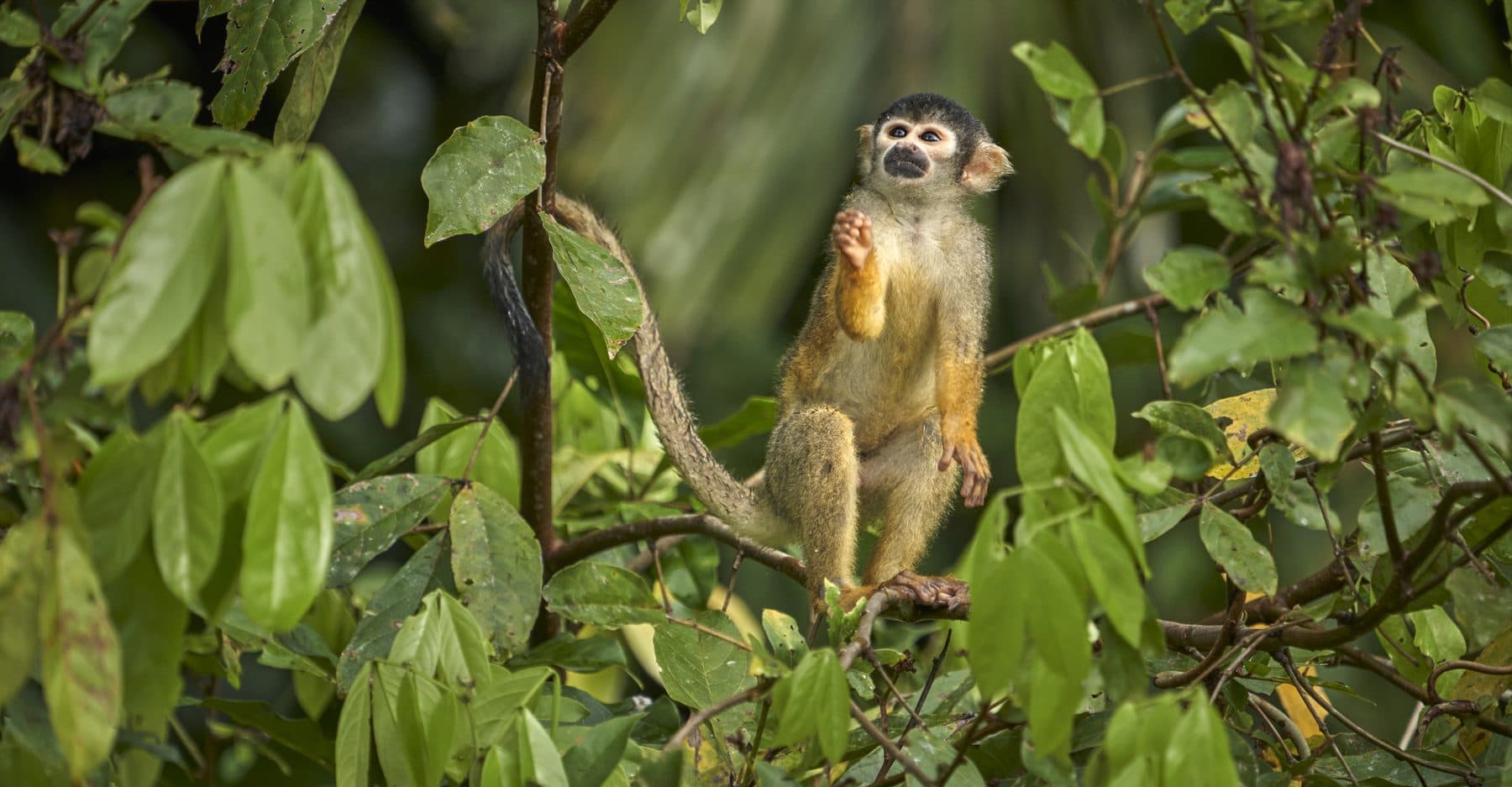 Squirrel Monkey on a branch — Tambopata rainforest, Peru