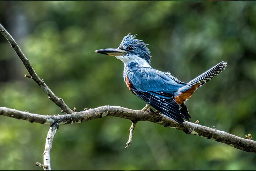 Amazon Kingfisher on a branch over the water, Peruvian Amazon