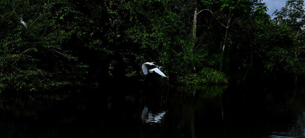 Great Egrets over a blackwater river at dawn in the Peruvian Amazon
