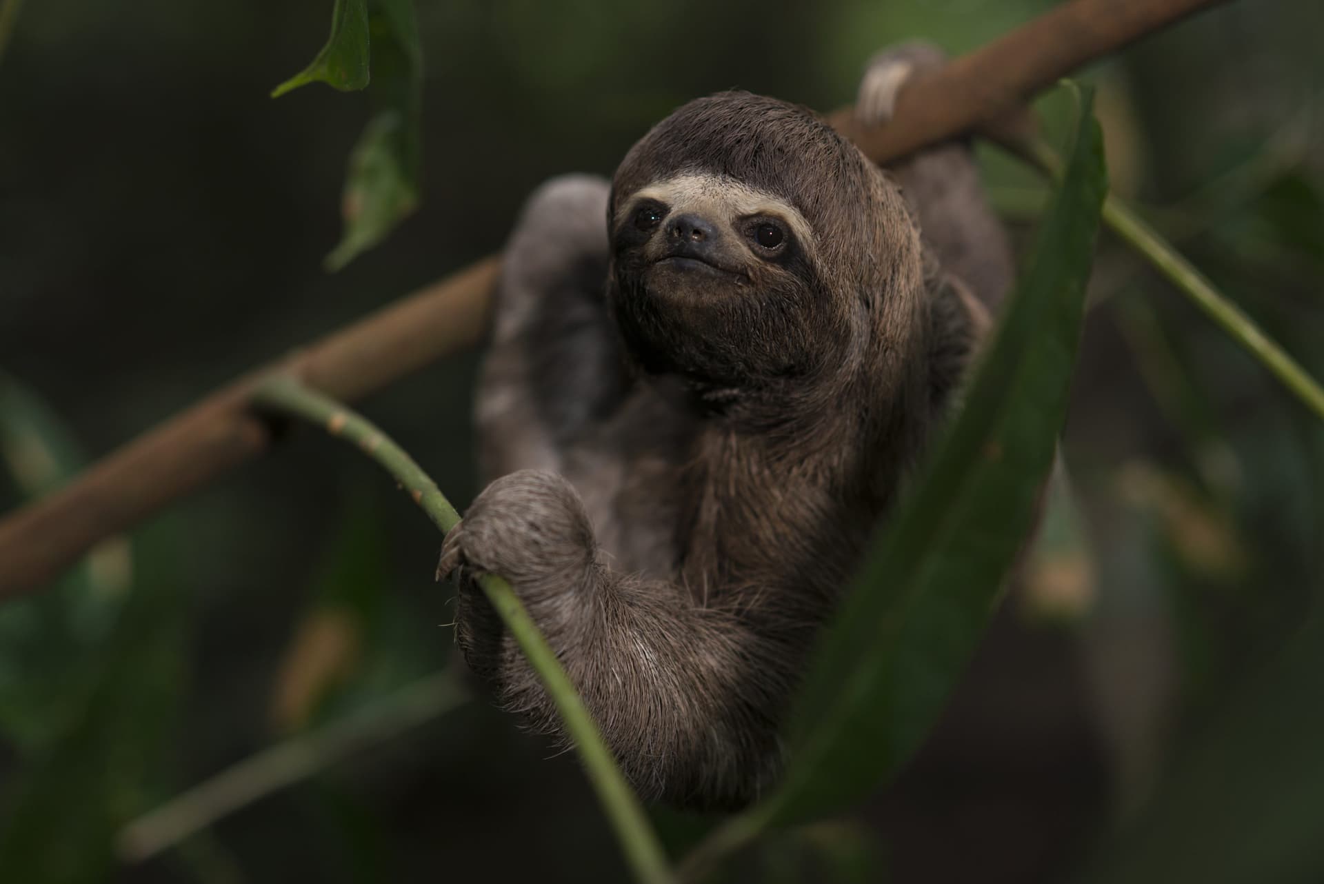 Three-toed sloth in the canopy above a river channel, Pacaya-Samiria