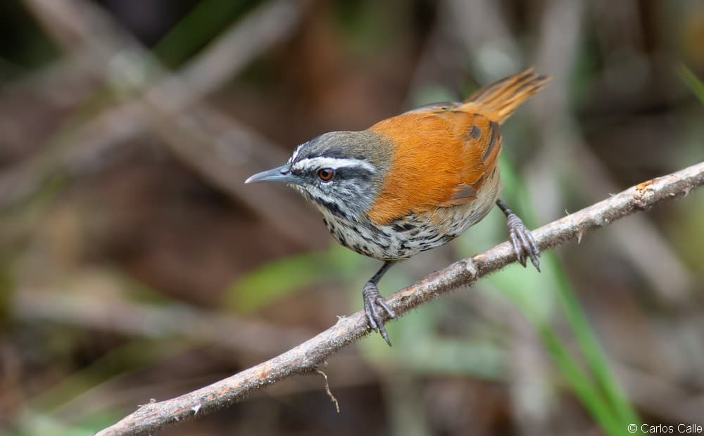 Machu Picchu Birding Tour