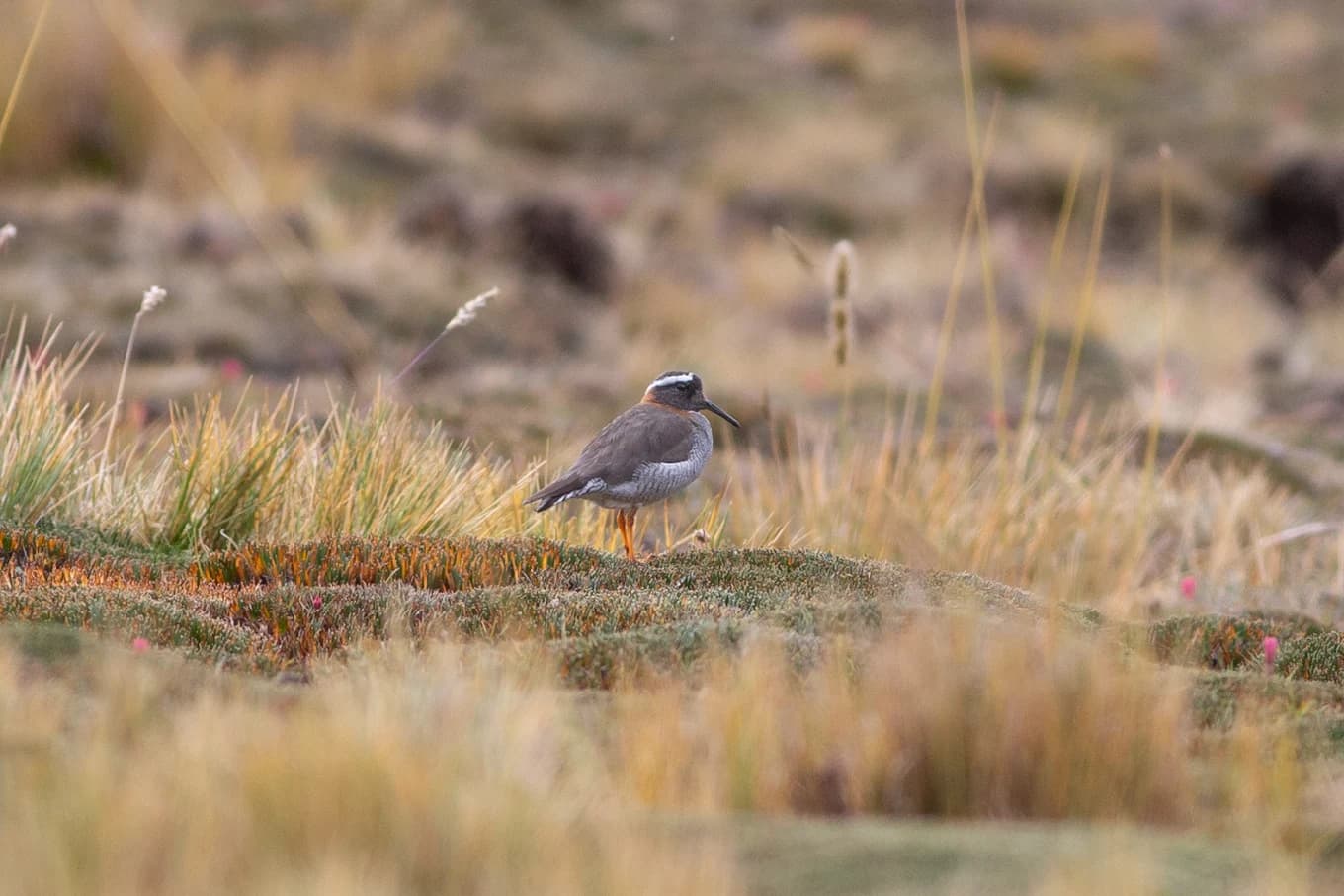 Diademed Sandpiper-Plover on the puna bogs above Marcapomacocha — 2-day Santa Eulalia birding tour, Peru