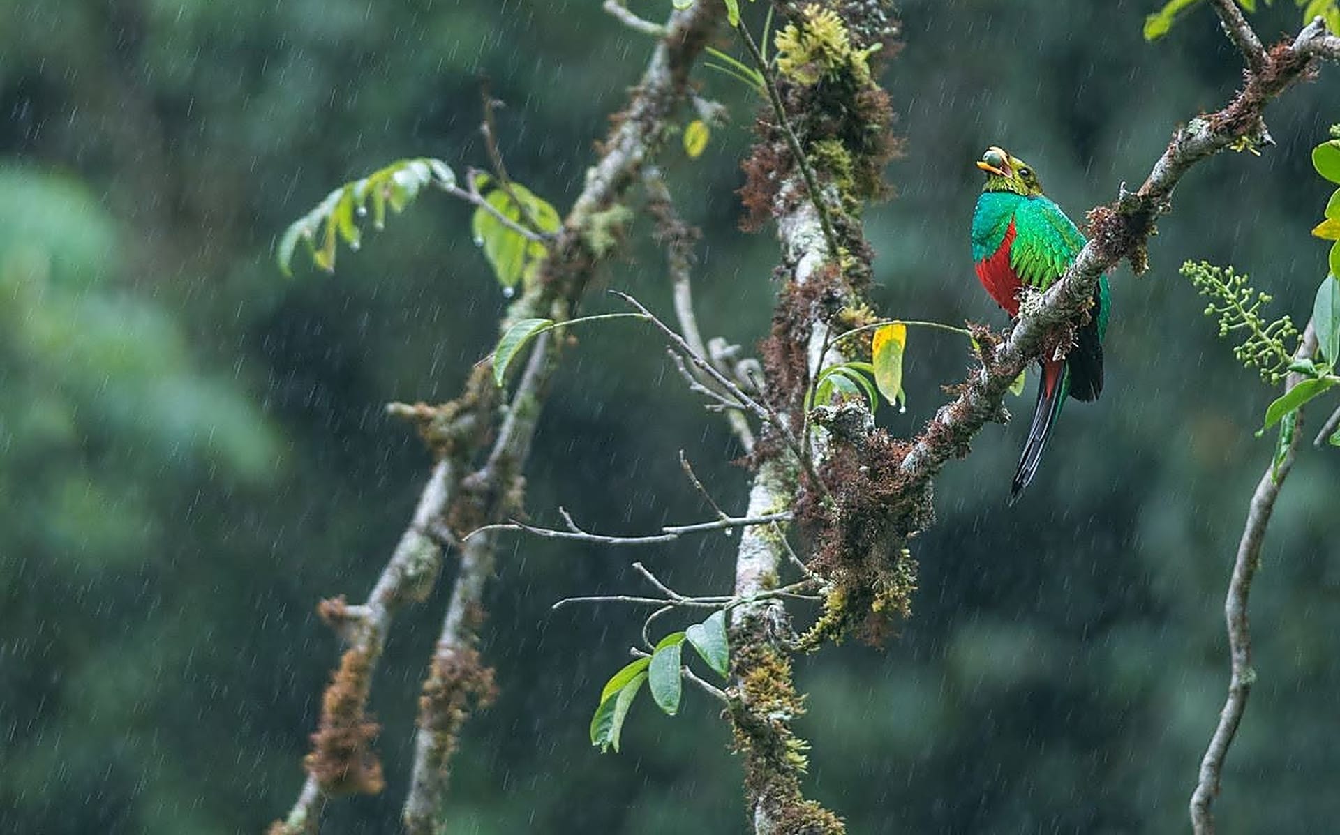 Golden-headed Quetzal perched in the rain in the Peruvian cloud forest