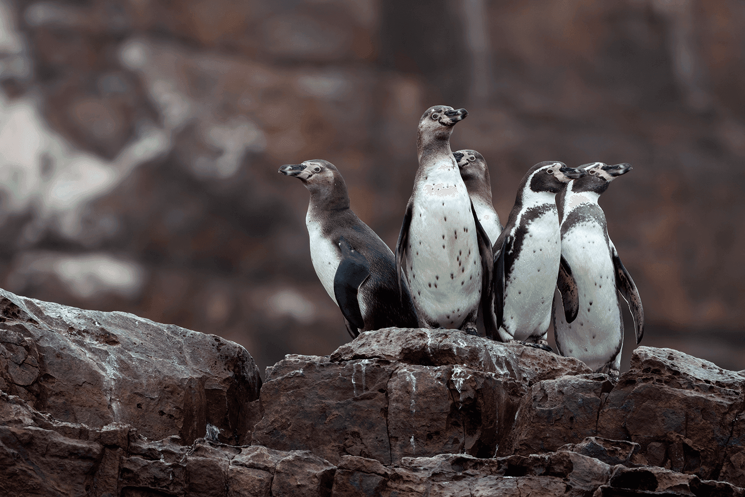 Humboldt Penguin - Wild Andes Birding Tours, Lima