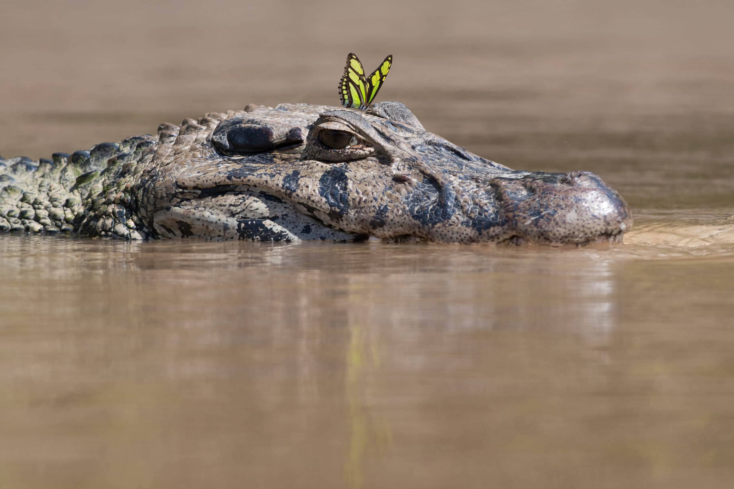 Spectacled Caiman with a butterfly on its head - Manu National Park wildlife tour, Peru