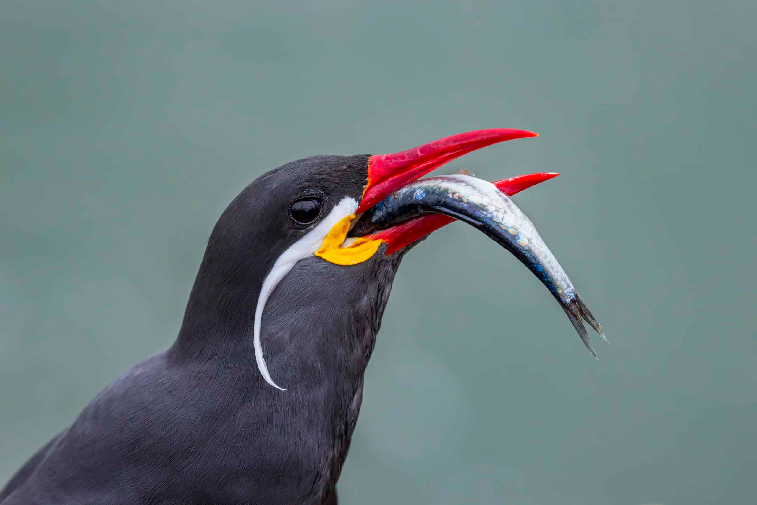 Inca Tern carrying a fish in its bright red bill — Lima coast, Peru