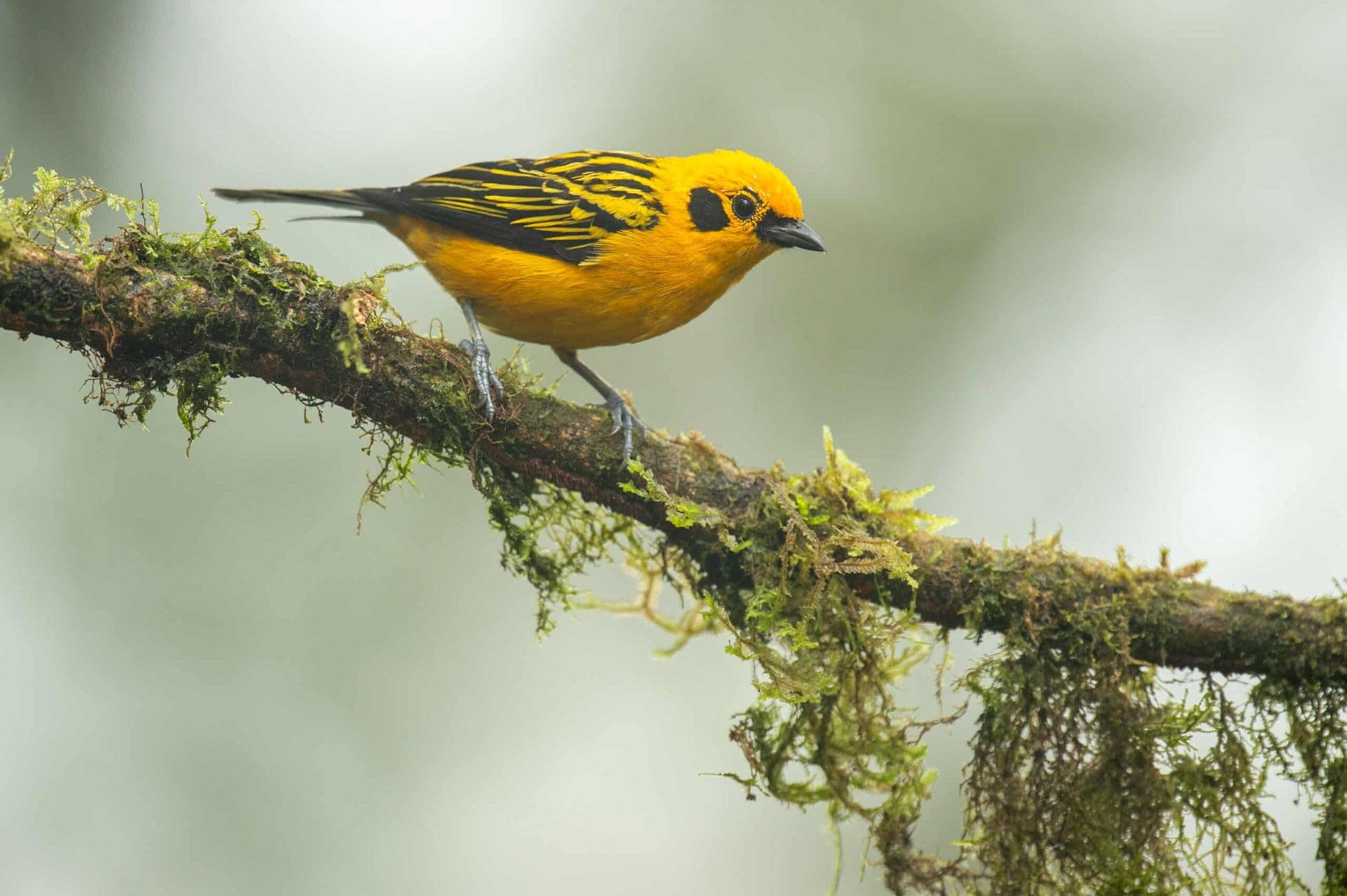 Golden Tanager on a mossy branch — birding the forests above Cusco, Peru
