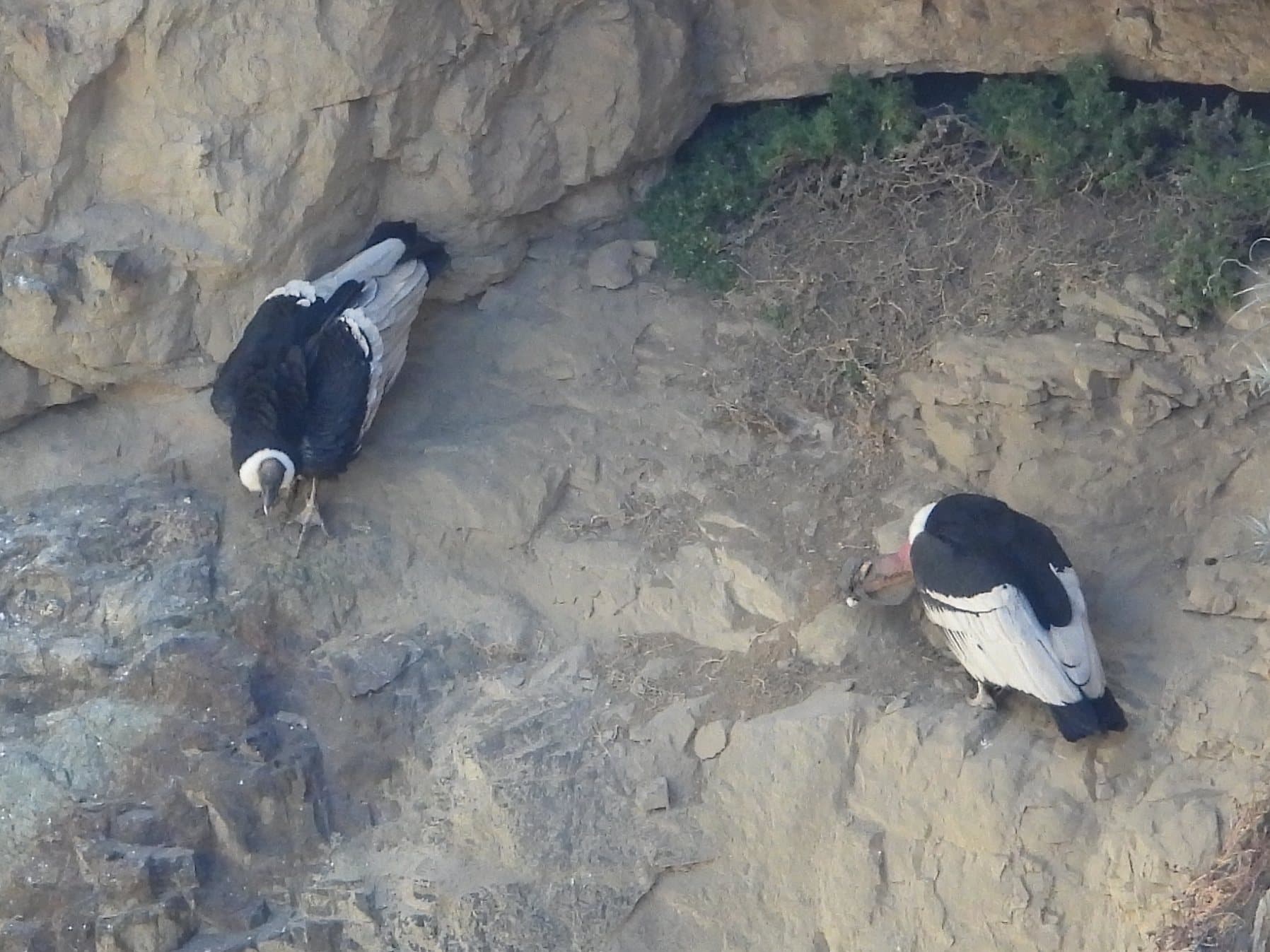 A pair of Andean Condors on a cliff ledge at Antisana, Ecuador. Pairs like this raise one chick every two to three years.