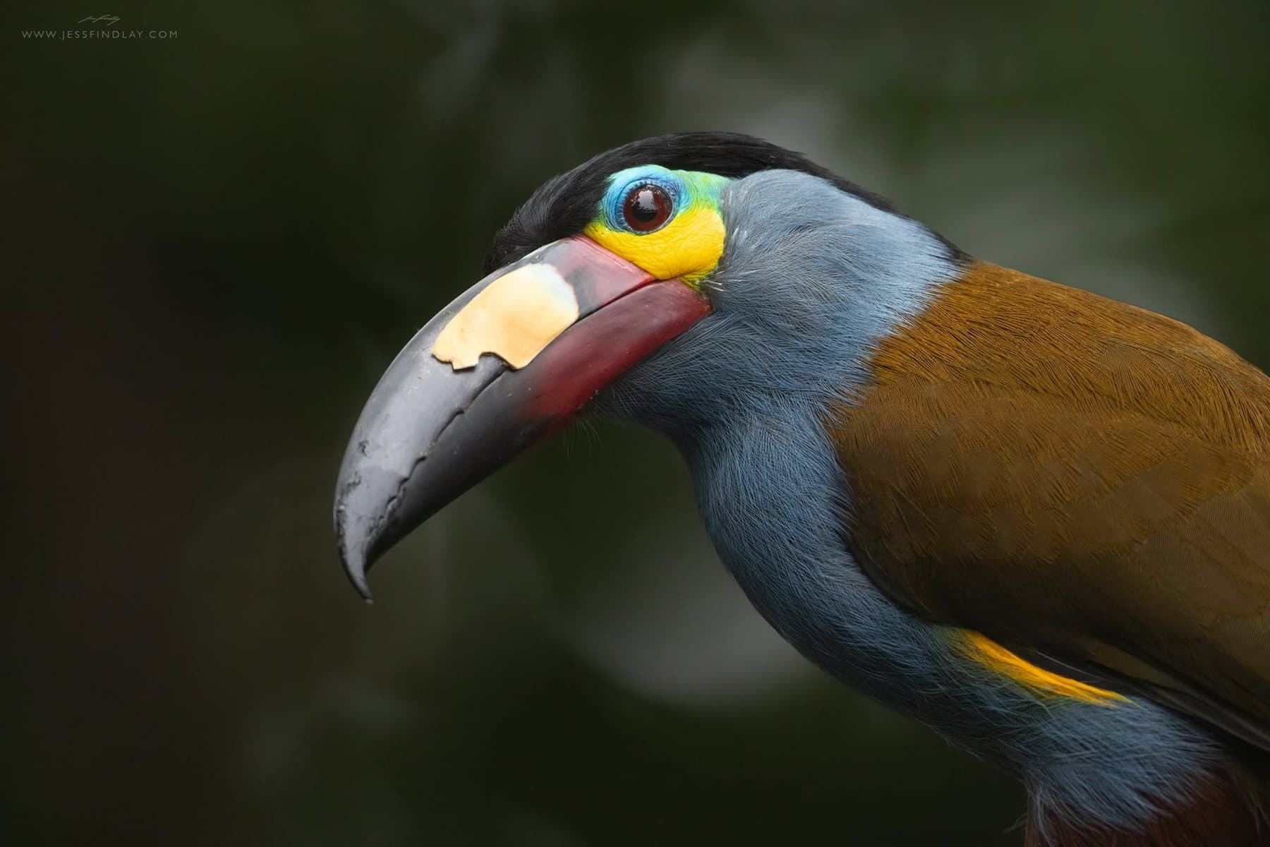 Plate-billed Mountain-Toucan in the Chocó cloud forest — birding day tours from Quito, Ecuador