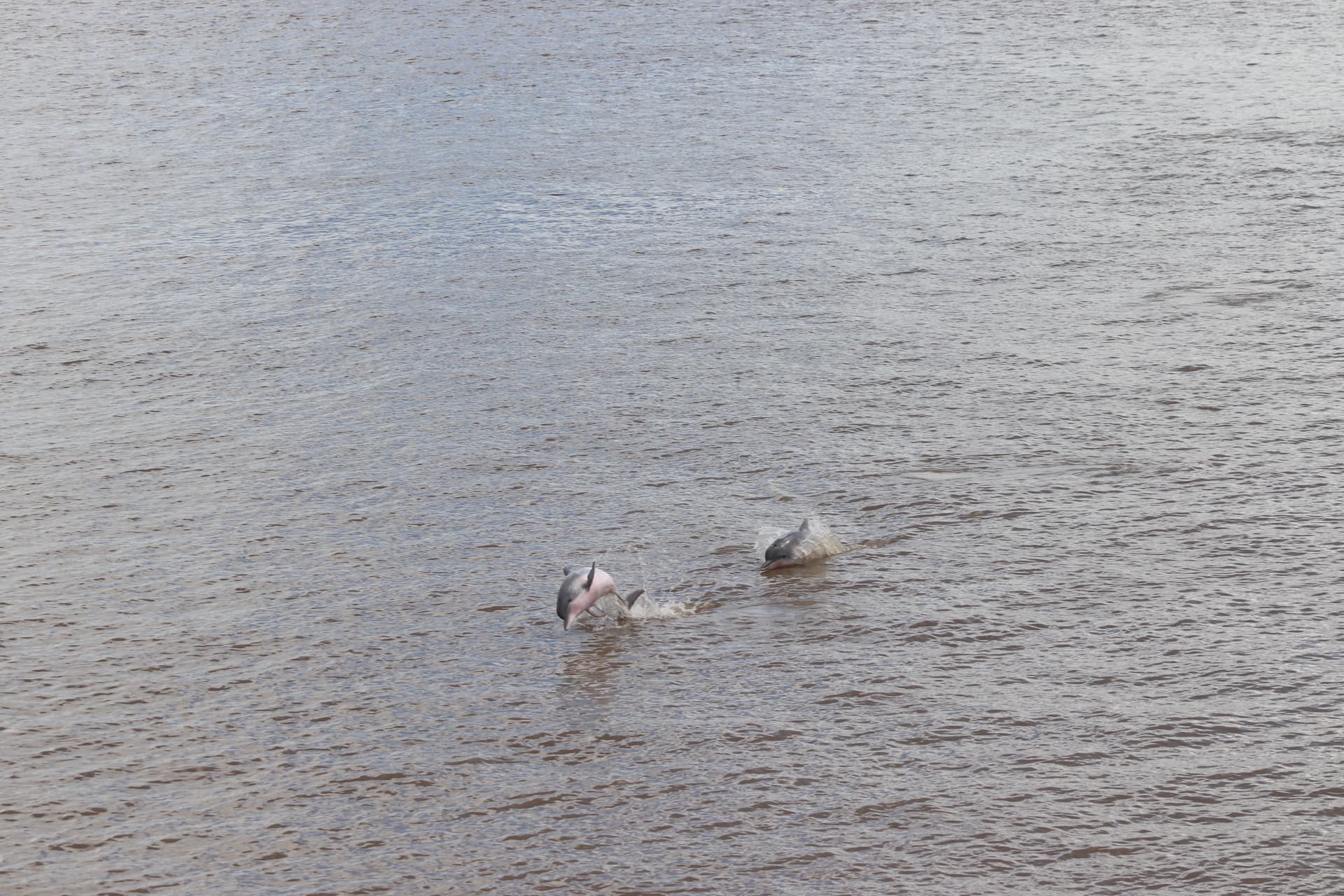 Pink river dolphins surfacing on the Pacaya River, Pacaya-Samiria