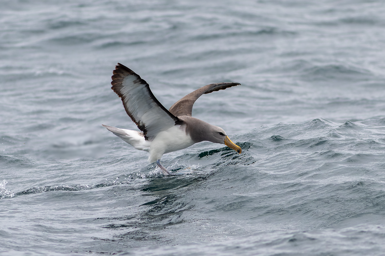 From the field — Wild Andes Tours
