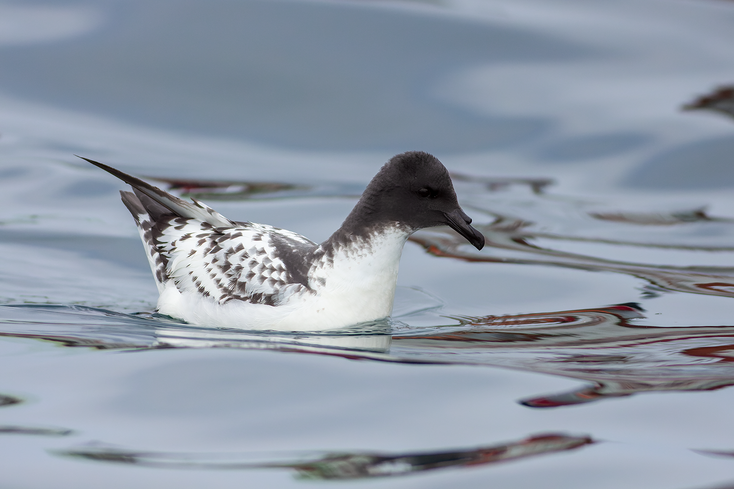From the field — Wild Andes Tours
